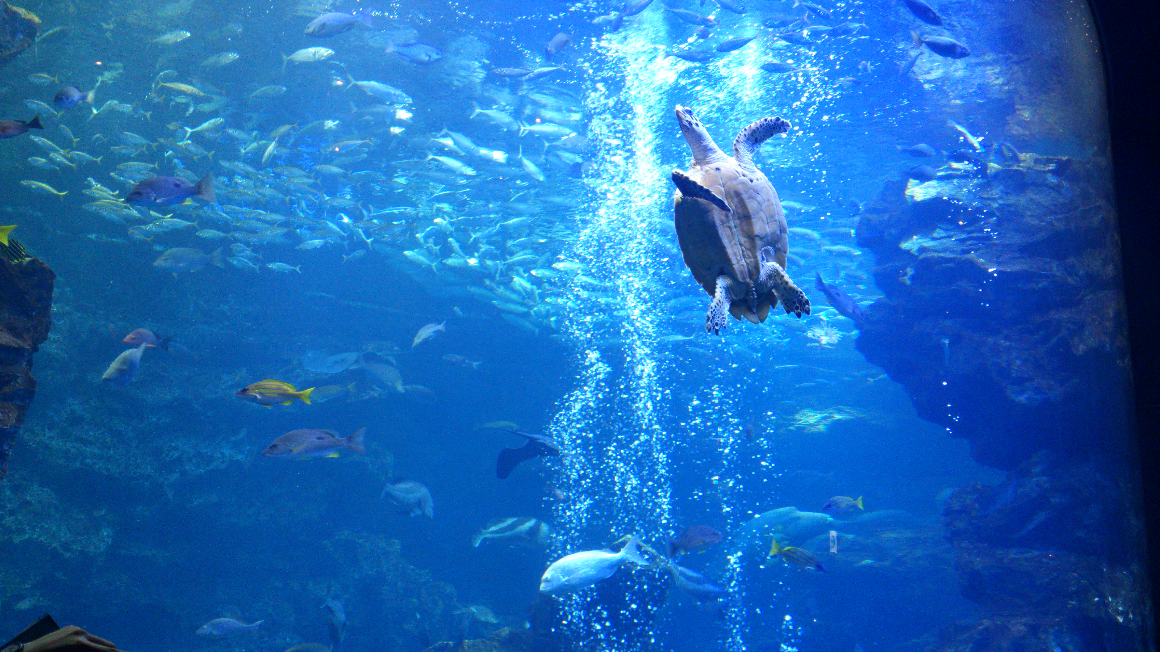 水族館.jpg