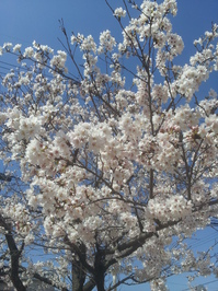 sakura2015.2.jpg