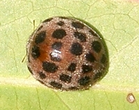 Epilachna_vigintioctopunctata1.jpg