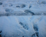 20110117075125.jpg